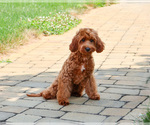 Small #2 Cavapoo (Miniature)