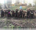 Small Photo #1 Chesapeake Bay Retriever Puppy For Sale in BROWNS VALLEY, CA, USA