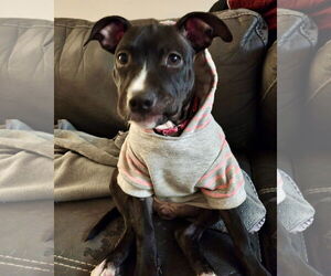 Mutt Dogs for adoption in Rockaway, NJ, USA