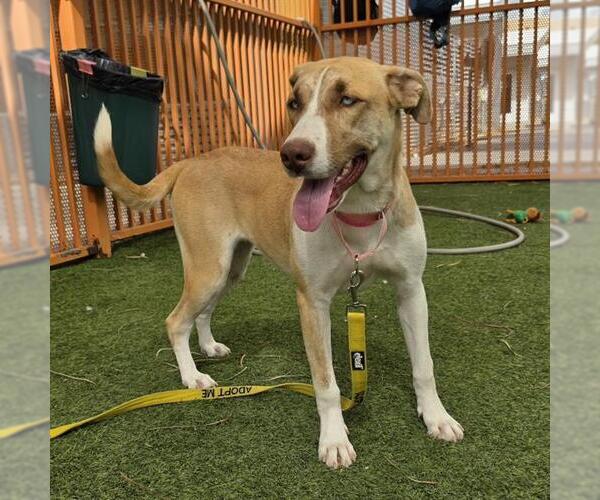 Medium Photo #1 Mutt Puppy For Sale in Las Vegas, NV, USA