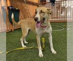 *PLAIN JANE - Female Mutt Dog for Adoption - Small photo