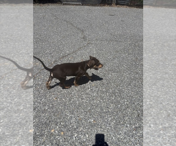 Medium Photo #2 Catahoula Leopard Dog Puppy For Sale in HOLLISTER, CA, USA