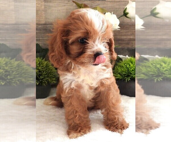 Medium Photo #11 Cavapoo Puppy For Sale in CARLISLE, KY, USA