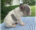 Small #4 French Bulldog