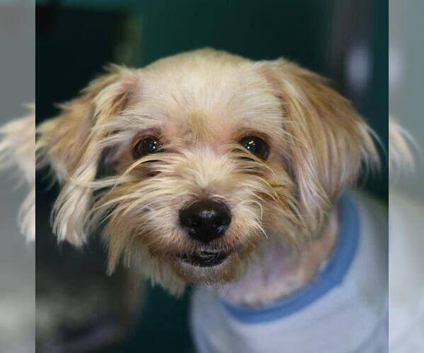 Medium Photo #1 Miniature Schnauzer-Unknown Mix Puppy For Sale in San Antonio, TX, USA