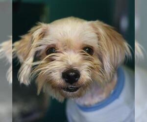 Miniature Schnauzer-Unknown Mix Dogs for adoption in San Antonio, TX, USA