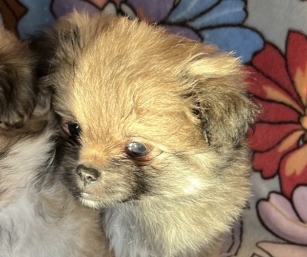 Medium Photo #5 Pominese Puppy For Sale in SAINT AUGUSTINE, FL, USA