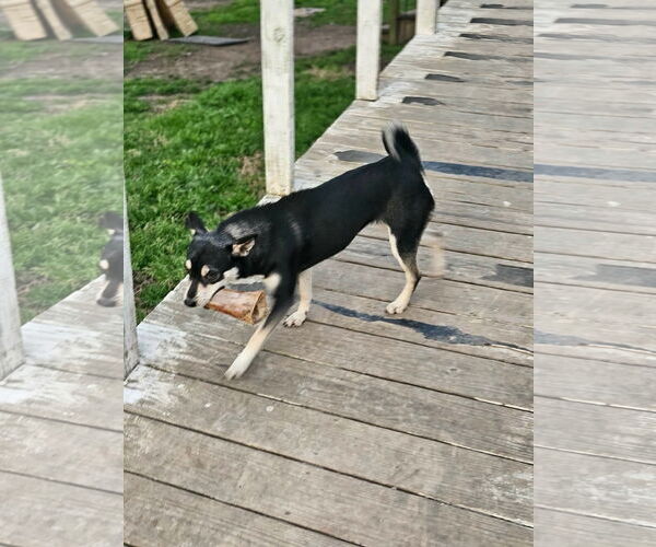 Medium Photo #2 Rat Terrier-Shiba Inu Mix Puppy For Sale in Wakefield, RI, USA