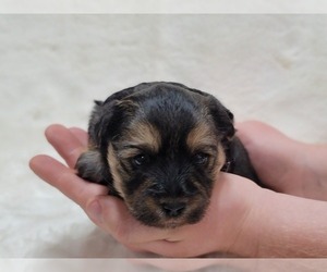 YorkiePoo Puppy for sale in MANES, MO, USA