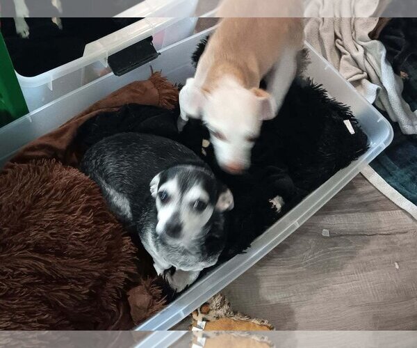 Medium Photo #1 Chihuahua Puppy For Sale in Holly Springs, NC, USA