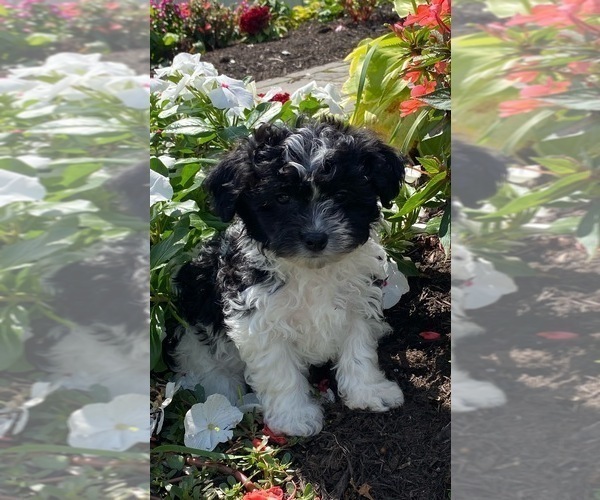 Medium Photo #1 Havanese Puppy For Sale in CANOGA, NY, USA