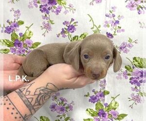 Dachshund Puppy for sale in WINNSBORO, LA, USA