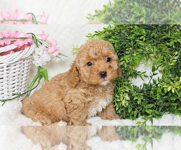 Medium Photo #1 Poodle (Toy) Puppy For Sale in COLLEGE STA, TX, USA