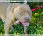 Small #1 American Staffordshire Terrier
