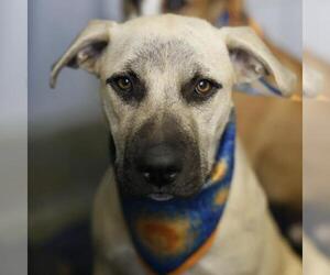 American Staffordshire Terrier-Unknown Mix Dogs for adoption in San Antonio, TX, USA