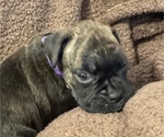 Small Photo #12 Boxer Puppy For Sale in LANSING, MI, USA