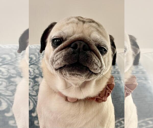 Medium Photo #3 Pug Puppy For Sale in Elizabeth City, NC, USA