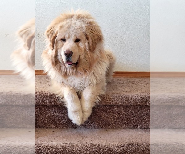 Medium Photo #1 Tibetan Mastiff Puppy For Sale in MONUMENT, CO, USA