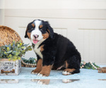 Small Photo #13 Bernese Mountain Dog Puppy For Sale in BIRD IN HAND, PA, USA