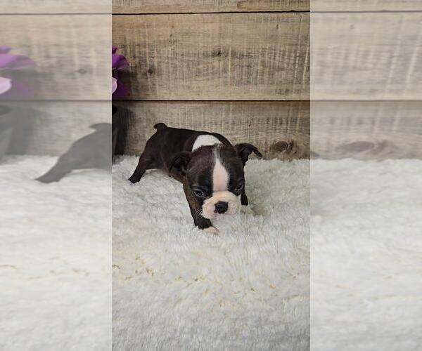 Medium Photo #6 Boston Terrier Puppy For Sale in JASONVILLE, IN, USA