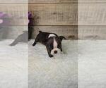 Small #5 Boston Terrier