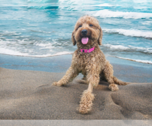 Miniature Labradoodle Dogs for adoption in Clovis, CA, USA