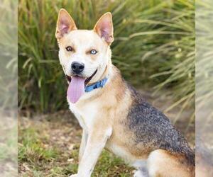 Gerberian Shepsky Dogs for adoption in Camarillo, CA, USA