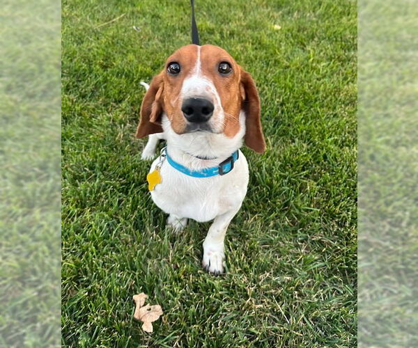 Medium Photo #1 Dachshund-Unknown Mix Puppy For Sale in Sandy, UT, USA
