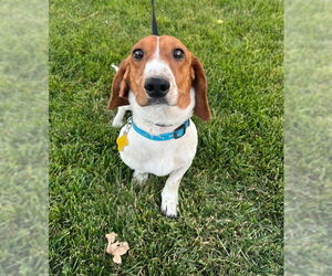 Dachshund-Unknown Mix Dogs for adoption in Sandy, UT, USA