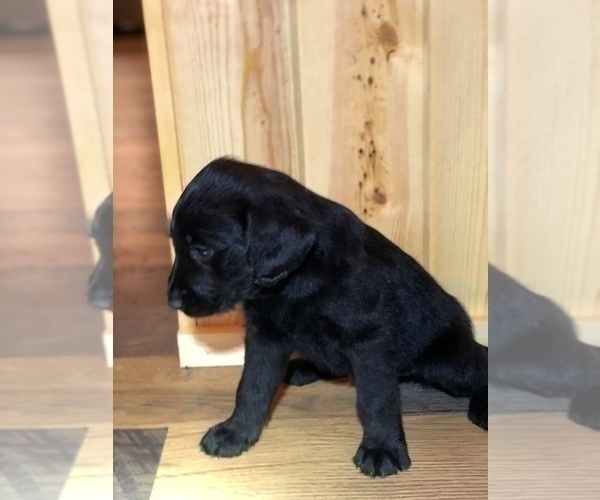 Medium Photo #12 Labradoodle Puppy For Sale in ROBERTA, GA, USA