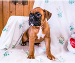 Small Photo #2 Boxer Puppy For Sale in WAKARUSA, IN, USA
