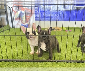 French Bulldog Puppy for sale in MORENO VALLEY, CA, USA