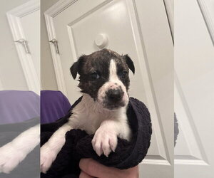 Catahoula Leopard Dog-Mountain Cur Mix Dogs for adoption in Holly Springs, NC, USA