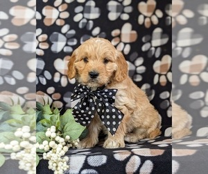 Goldendoodle (Miniature) Puppy for sale in QUARRYVILLE, PA, USA