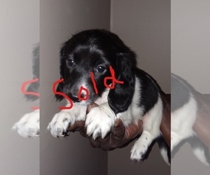 Dachshund Puppy for sale in ELLIJAY, GA, USA