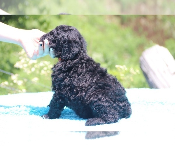 Medium Photo #8 Poodle (Standard) Puppy For Sale in UNION CITY, TN, USA