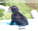 Small Photo #8 Poodle (Standard) Puppy For Sale in UNION CITY, TN, USA