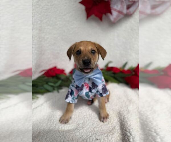 Medium Photo #1 Labrador Retriever-Unknown Mix Puppy For Sale in Silver Spring, MD, USA