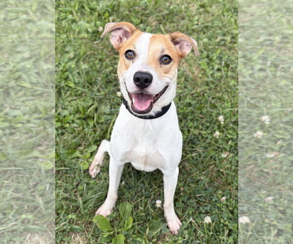Medium Photo #2 Mutt Puppy For Sale in Jefferson, WI, USA