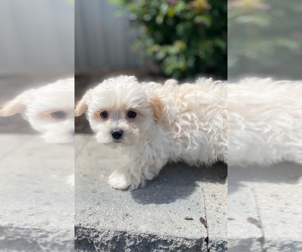 Medium Photo #2 Maltipoo Puppy For Sale in CANOGA, NY, USA