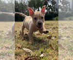 Small #1 Labrador Retriever Mix