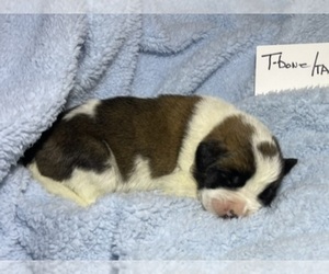 Saint Bernard Puppy for sale in SAVANNAH, MO, USA