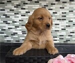 Small #4 Golden Retriever