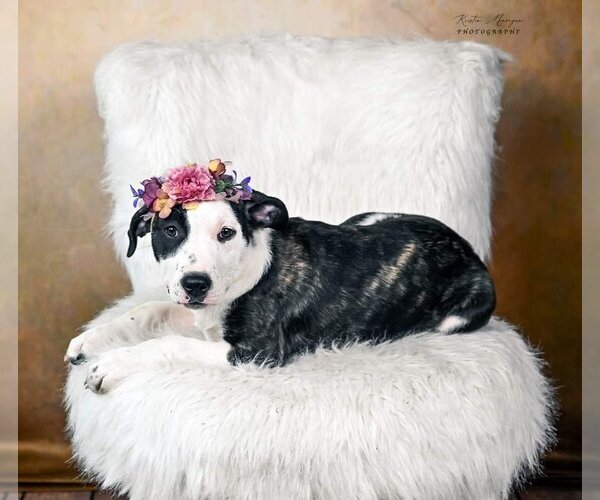 Medium Photo #4 Mutt Puppy For Sale in Clayton, CA, USA