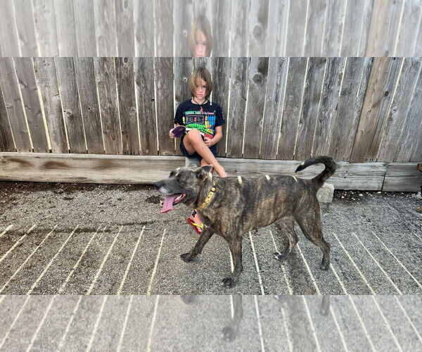 Medium Photo #5 Catahoula Leopard Dog-Labrador Retriever Mix Puppy For Sale in Houston, TX, USA