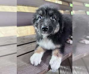 Australian Shepherd Puppy for sale in HARRISON, OH, USA