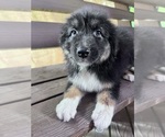 Image preview for Ad Listing. Nickname: BEAR