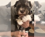 Small Photo #4 Schnauzer (Miniature) Puppy For Sale in BOYLESTON, IN, USA