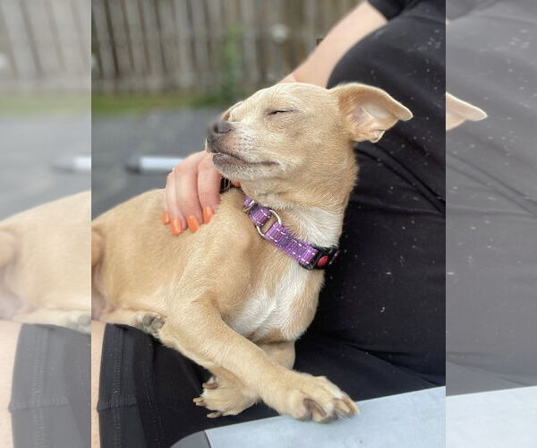 Medium Photo #4 Chihuahua-Unknown Mix Puppy For Sale in Rochester, NY, USA