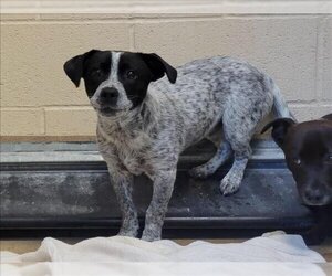 Mutt Dogs for adoption in Martinez, CA, USA